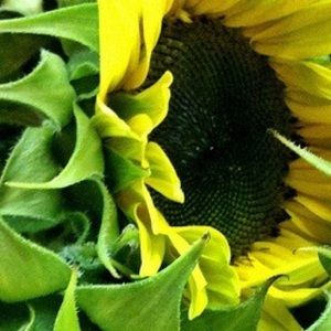 Meet your Posher, Susie